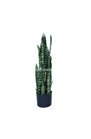 Сансеверия 80см 21л. Арт.HPT-G80cm-21L